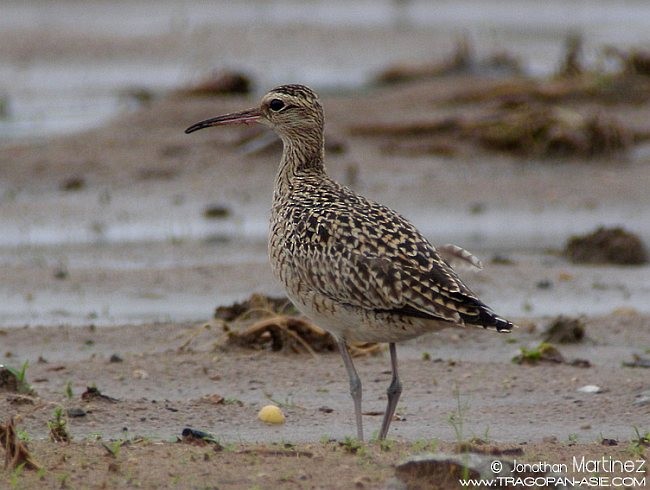 Little Curlew - ML379711051