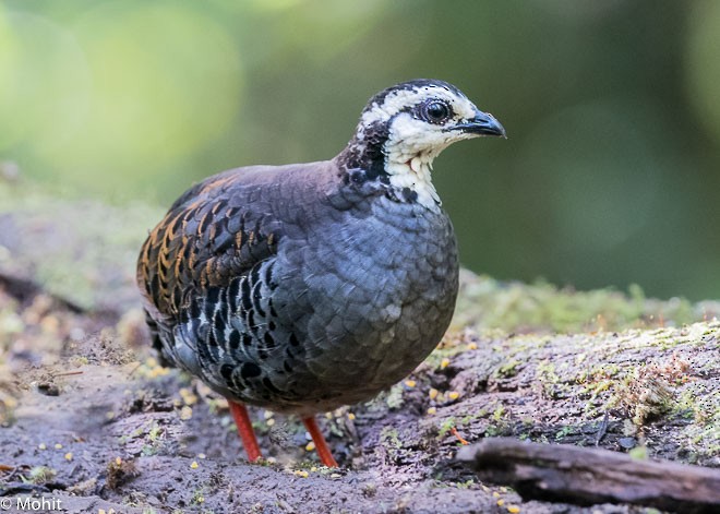 Gray-breasted Partridge - ML379711181