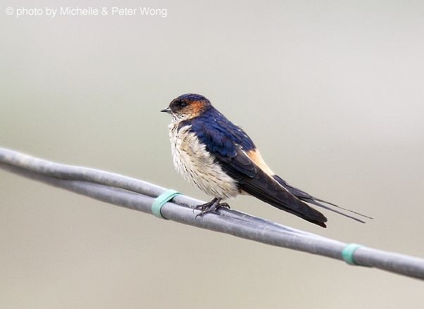 Red-rumped Swallow - ML379711771