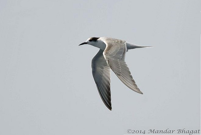 Common Tern - Mandar  Bhagat