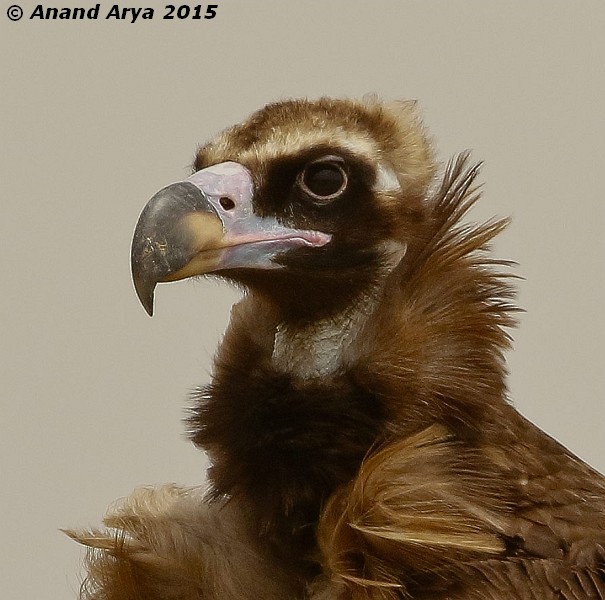 Cinereous Vulture at 1–3 years of age.&nbsp; - Cinereous Vulture - 