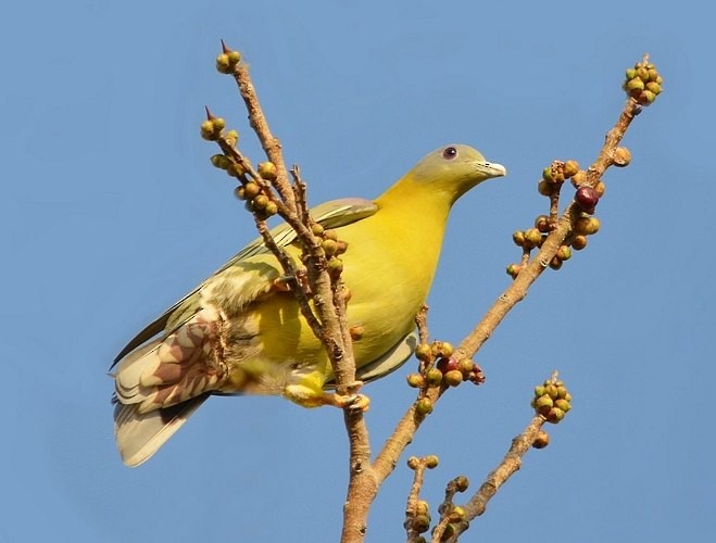 Yellow-footed Green-Pigeon - Sudhir Garg