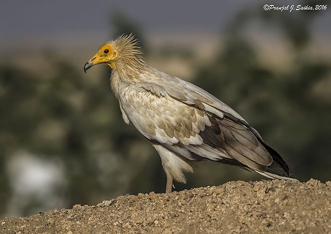 Egyptian Vulture - ML379712821