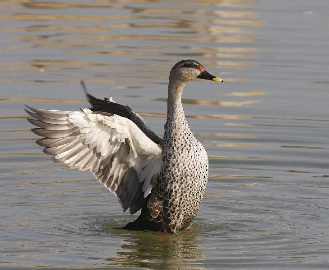 Indian Spot-billed Duck - Jugal Tiwari