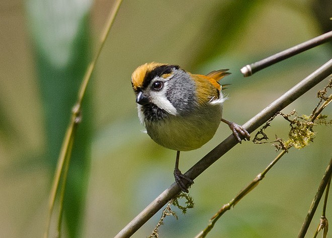 Black-throated Parrotbill (Gray-breasted) - ML379713461