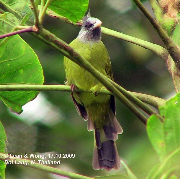 Crested Finchbill - Yen Loong Lean