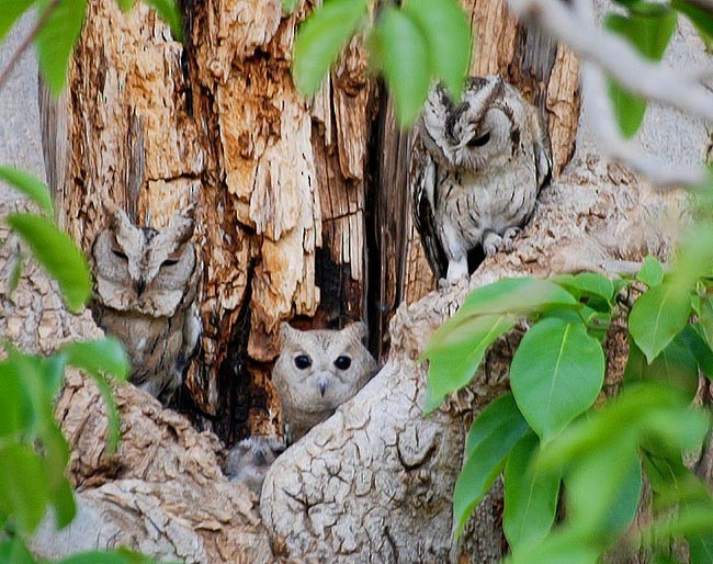 Indian Scops-Owl - Sudhir Garg