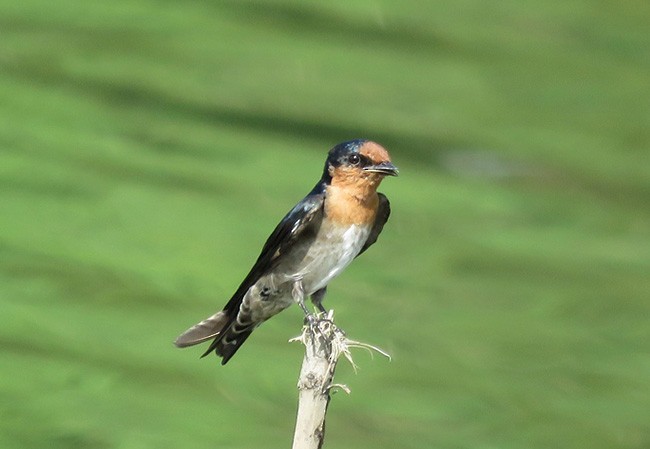 Pacific Swallow (Pacific) - ML379714001