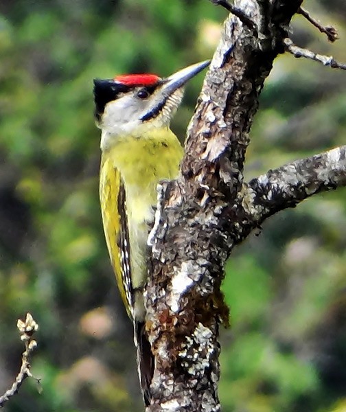 Gray-headed Woodpecker (Black-naped) - ML379715261