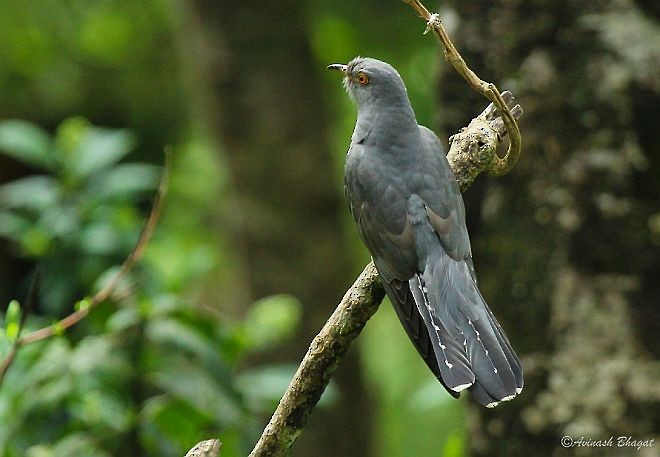 Common Cuckoo - ML379715301