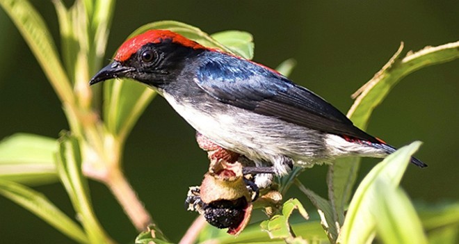 Scarlet-backed Flowerpecker - ML379716761