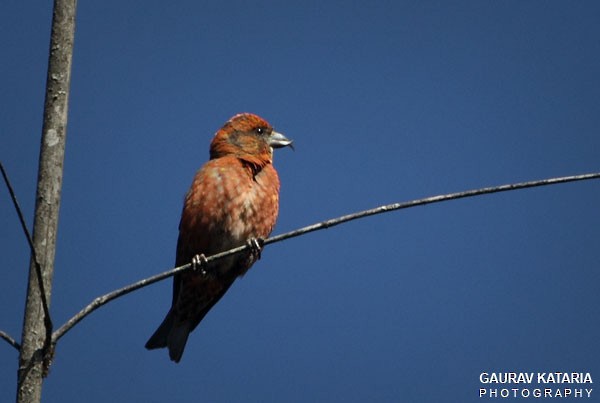 Red Crossbill (Himalayan) - ML379716921