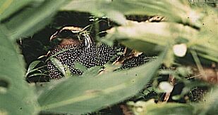  - Malayan Crested Argus