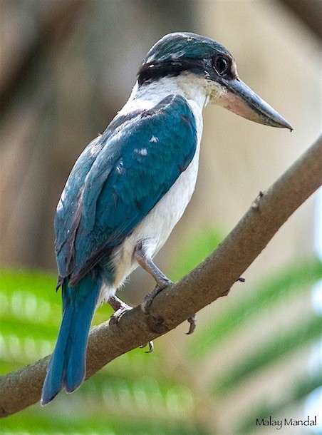 Collared Kingfisher (Oriental) - ML379719321