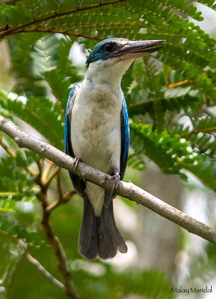 Collared Kingfisher (Oriental) - ML379719341