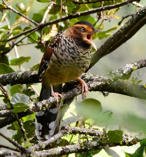 Spotted Laughingthrush - ML379719761
