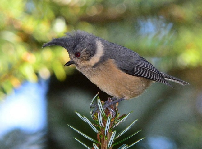 Gray-crested Tit - ML379719831
