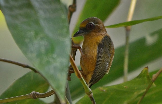 White-browed Piculet - ML379721201