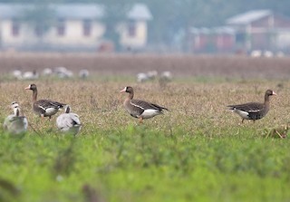 Greater White-fronted Goose, ML379721681