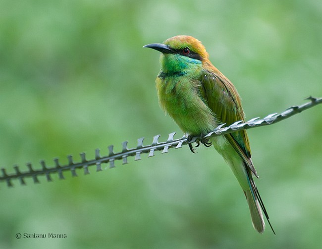 Asian Green Bee-eater - Santanu Manna
