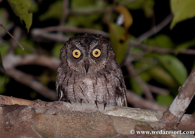 Moluccan Scops-Owl (Moluccan) - Franz Steinhauser