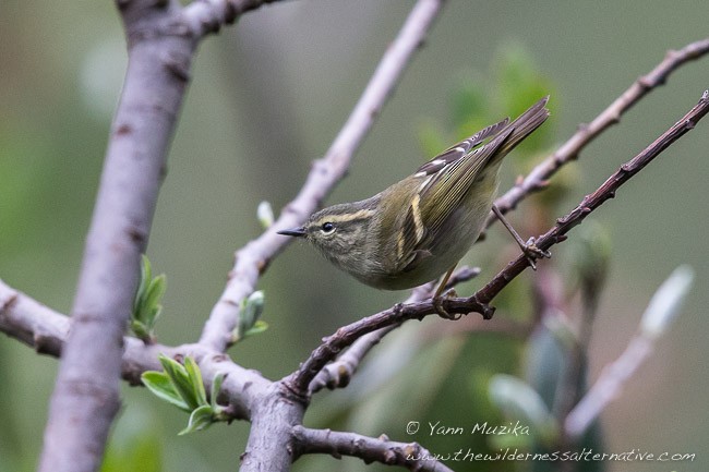 Hume's Warbler - ML379723331