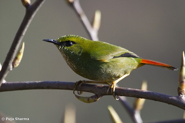Fire-tailed Myzornis - ML379723451
