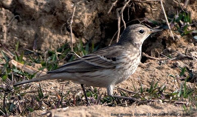 Water Pipit - ML379724221