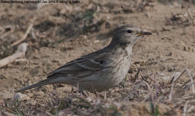 Water Pipit - ML379724341