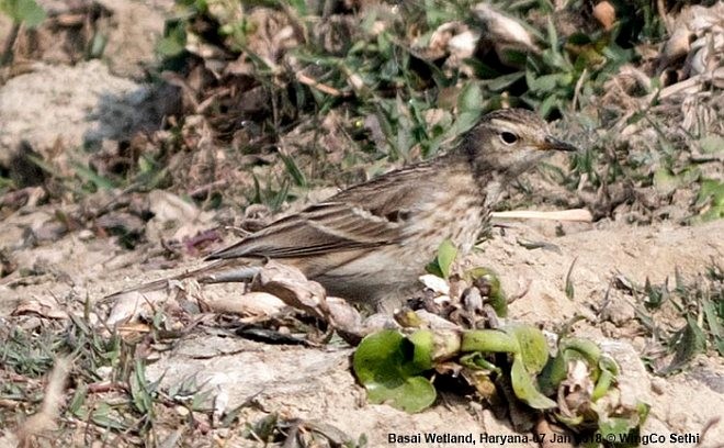 Water Pipit - ML379724351