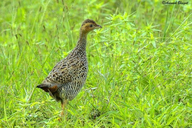 Painted Francolin - ML379724931