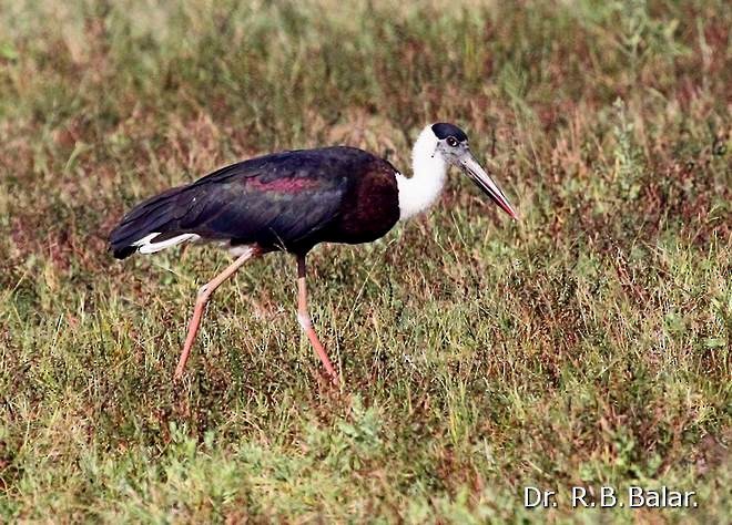 Asian Woolly-necked Stork - ML379724941
