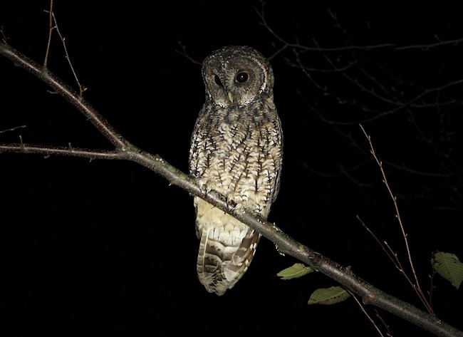 Himalayan Owl - ML379725011