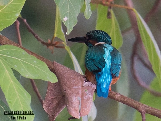 Common Kingfisher - Pankaj Maheria
