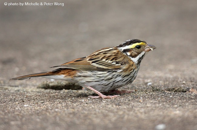 Yellow-browed Bunting - ML379725741