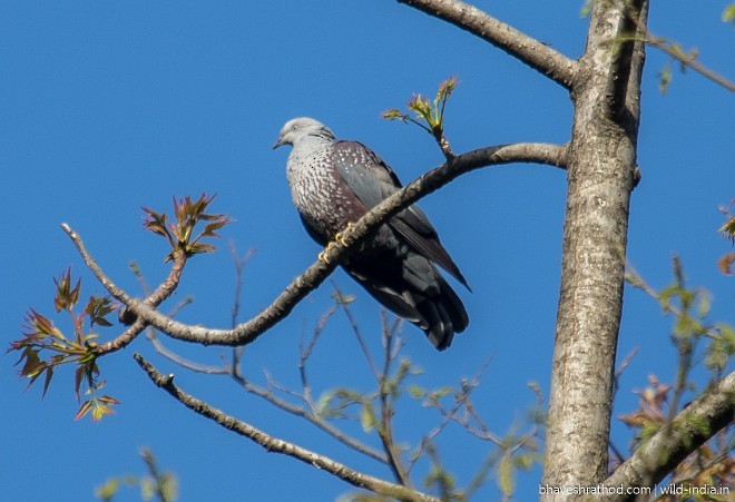 Speckled Wood-Pigeon - Bhavesh Rathod