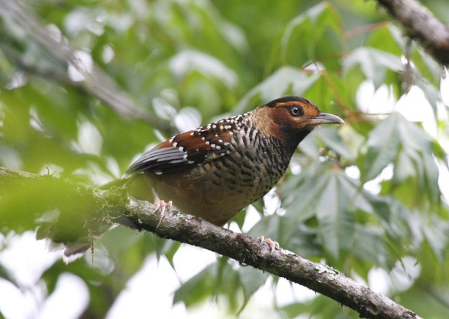 Spotted Laughingthrush - ML379726101