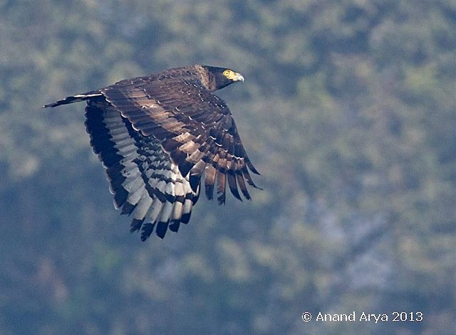 Crested Serpent-Eagle - ML379726591