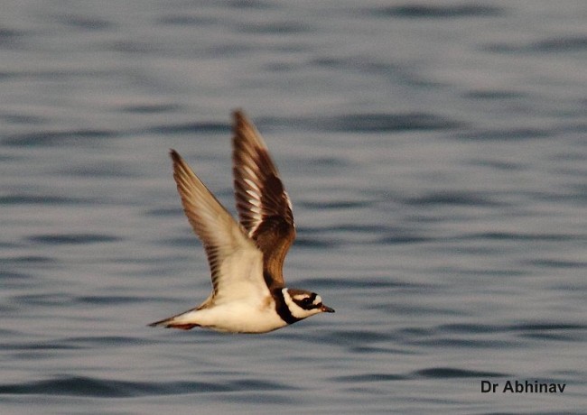 Common Ringed Plover - ML379726771