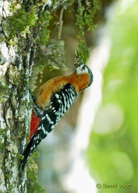 Rufous-bellied Woodpecker - ML379726801