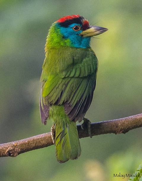 Formative Blue-throated Barbet (subspecies&nbsp;<em class="SciName notranslate">asiaticus</em>). - Blue-throated Barbet (Red-crowned) - 