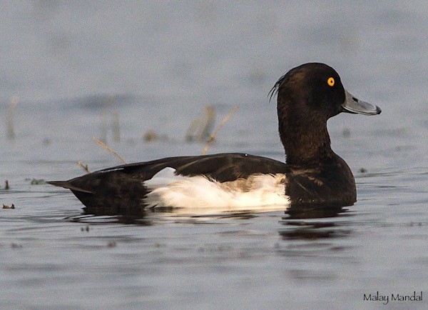 Tufted Duck - ML379728211