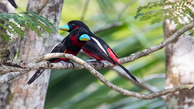 Black-and-red Broadbill (Black-and-red) - ML379729051