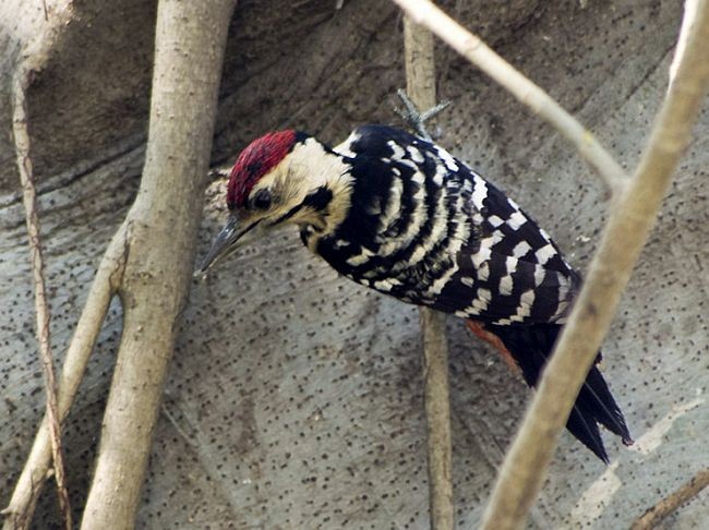 Fulvous-breasted Woodpecker - ML379729261