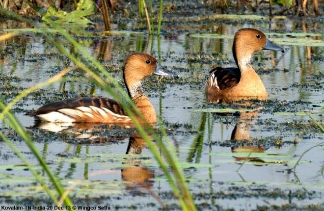 Fulvous Whistling-Duck - ML379729311