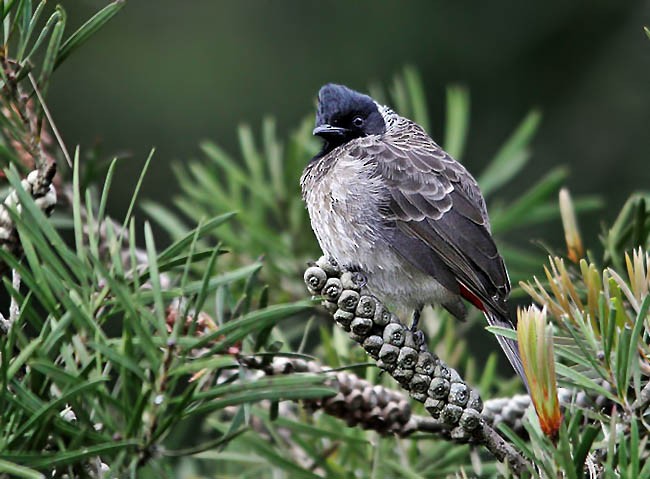Red-vented Bulbul - ML379729591