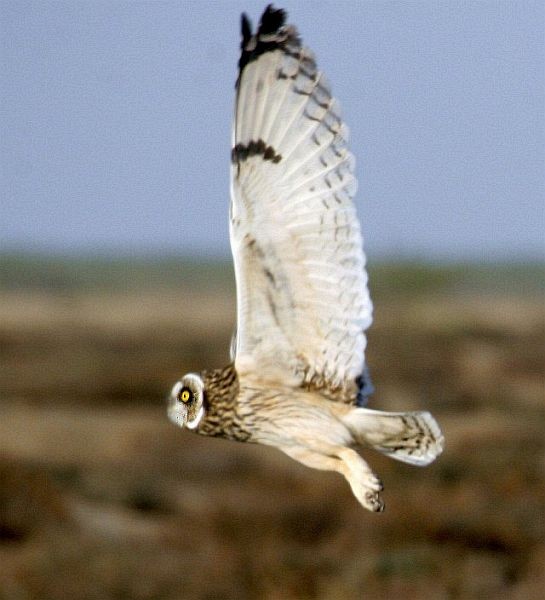 Short-eared Owl (Northern) - ML379731521