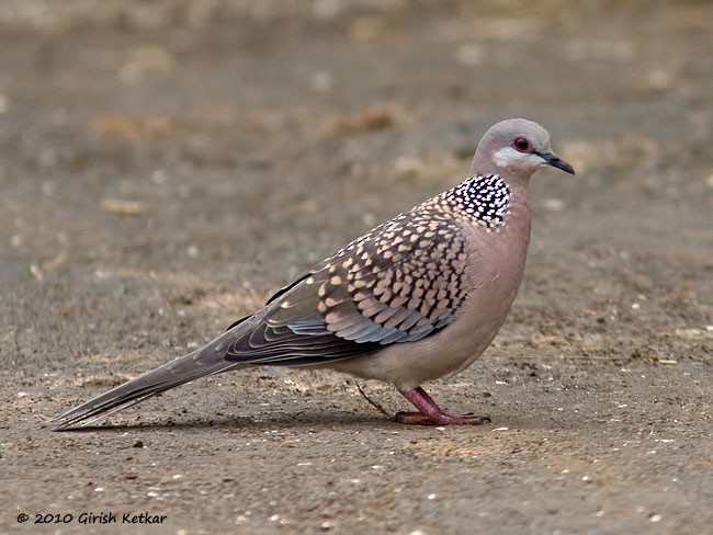 Spotted Dove (Western) - ML379731991