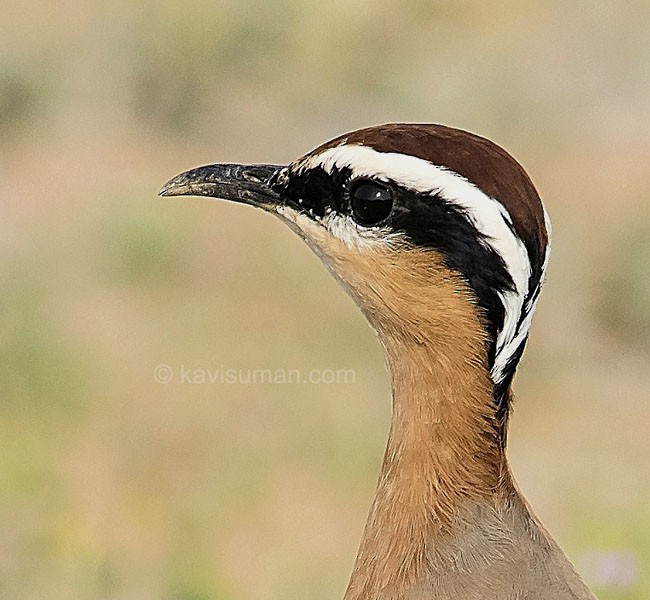 Indian Courser - ML379732471