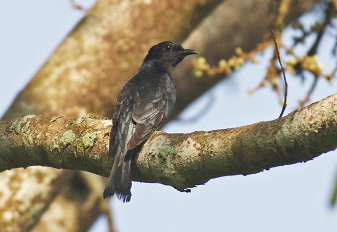 Square-tailed Drongo-Cuckoo - ML379732591